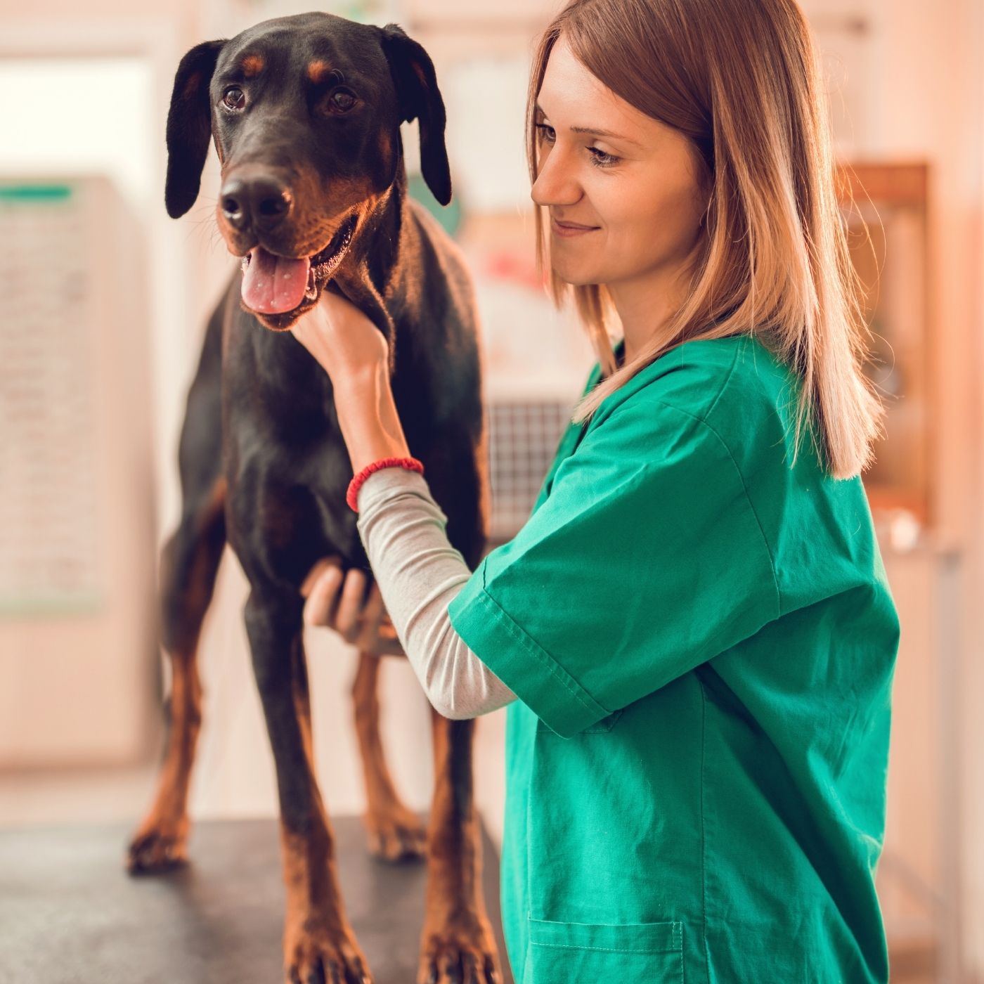 10 Best Veterinary Hospitals in Stamford CT