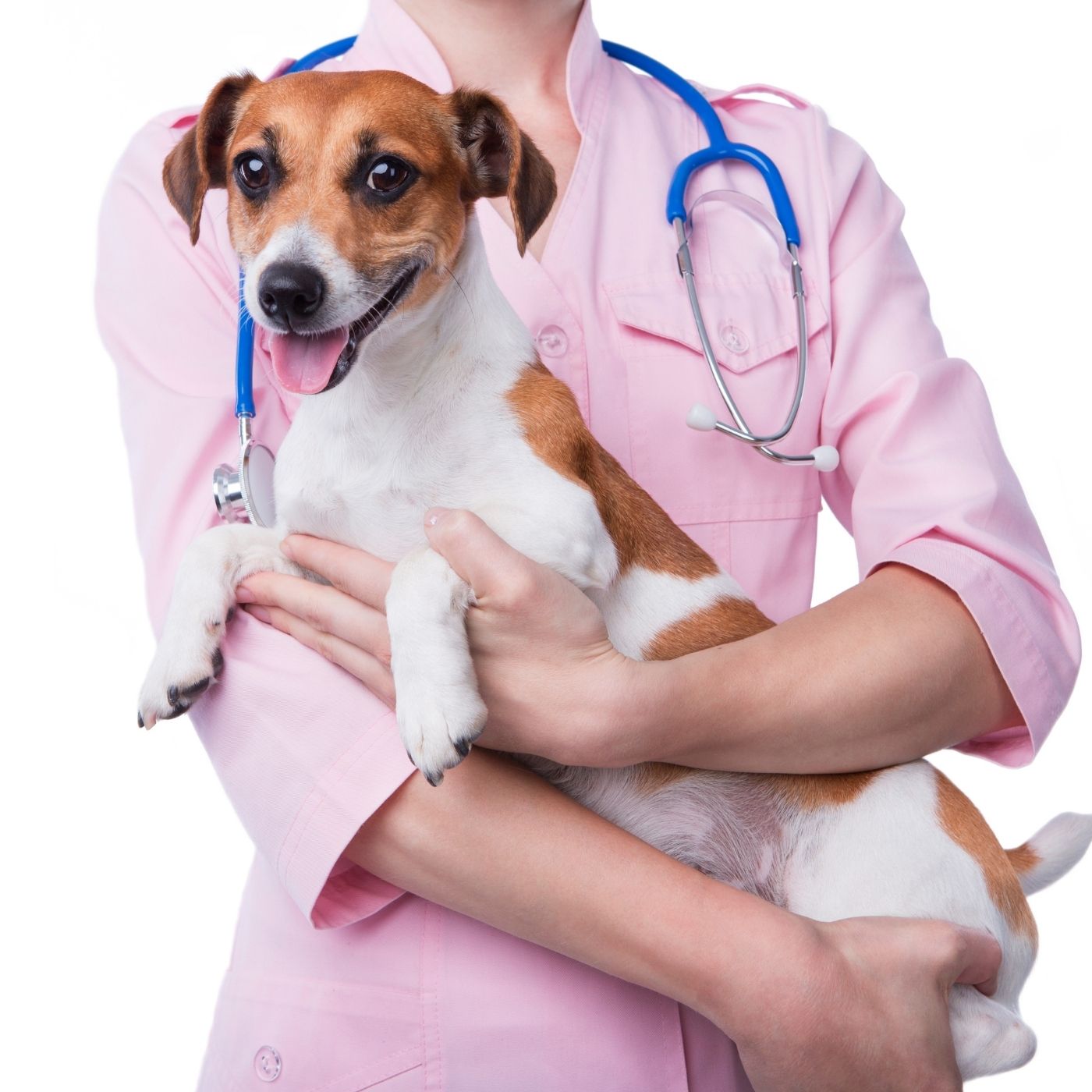 10 Best Veterinary Clinics Near NYC Airports (JFK, LGA, EWR)