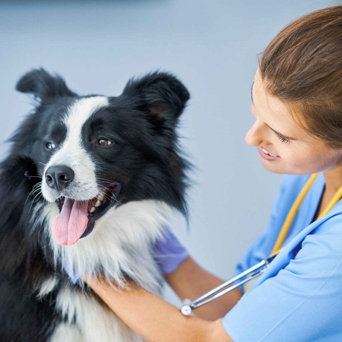 10 Best Veterinary Hospitals in New Rochelle NY